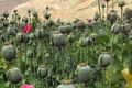 Sepanjang 2013, Myanmar hancurkan 6.000 hektar perkebunan opium