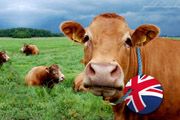 RI tak bergantung sapi Australia mulai Januari 2014