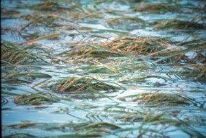 Banjir, 4.900 hektare lahan pertanian di Gresik gagal panen