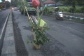 Protes jalan rusak, warga tanam pohon pisang