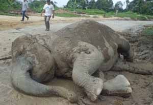 Dibius petugas, gajah Sumatera ini malah mati