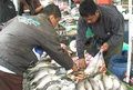 Konsumsi ikan masyarakat Indonesia terus meningkat