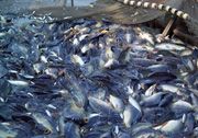 Cuaca buruk, harga ikan di Solo melambung