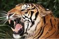 Aparat India buru harimau pemangsa manusia
