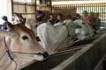 Kemendag impor sapi betina untuk produktivitas domestik
