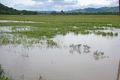 1.000 hektare sawah terendam air