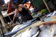 Harga ikan tambak di Semarang melambung