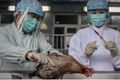 Usai penemuan virus H7N9, Hongkong musnahkan 20 ribu ekor ayam