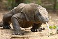 Komodo Kebun Binatang Surabaya mati