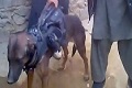 Taliban tangkap anjing kolonel militer AS
