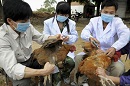 Vietnam waspadai ancaman virus H7N9