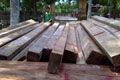 Puluhan kubik kayu ilegal dari hutan lindung disita