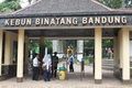 Siksa orang utan, pawang Kebun Binatang Bandung dipecat