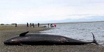 9 ikan paus pembunuh terdampar di Selandia Baru