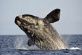 Bangkai ikan paus terdampar di Pantai Tombariri