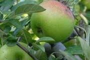 Diserbu impor, harga apel Malang anjlok