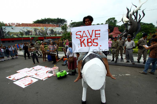 Satu-satunya babon di KBS mati bersama sapi Afrika