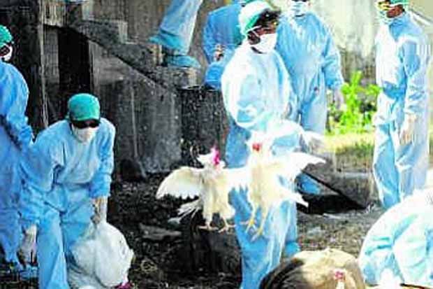 250 Ayam di Warungkiara mati mendadak