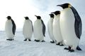 Awal Maret, 6 penguin tambah koleksi Gembira Loka