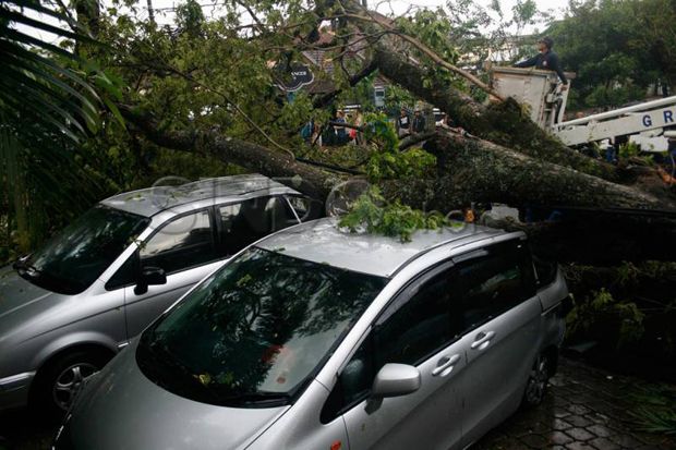 Pohon tumbang, Jalan Trans Sulawesi lumpuh