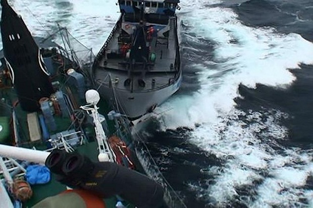 Sea Shepherd diserang armada penangkap ikan paus Jepang