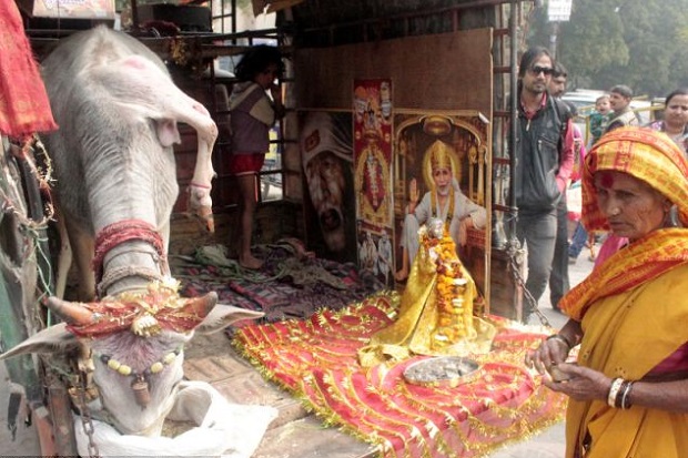 Sapi berkaki lima di India dianggap jelmaan Dewa Hindu