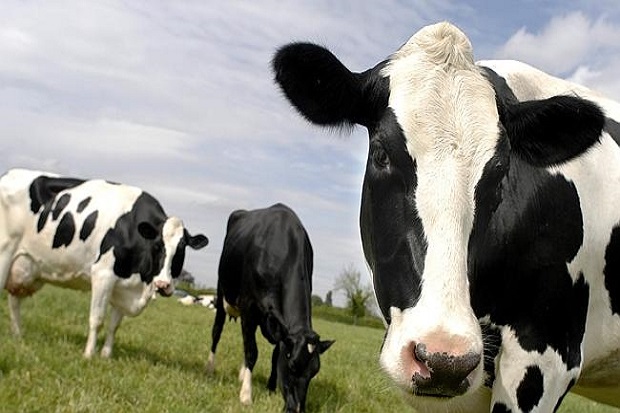 Bercumbu dengan sapi, pria AS ditangkap polisi