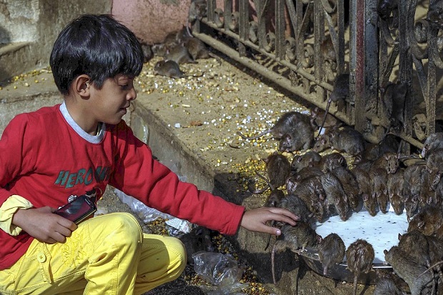Ribuan tikus penghuni kuil di India disembah