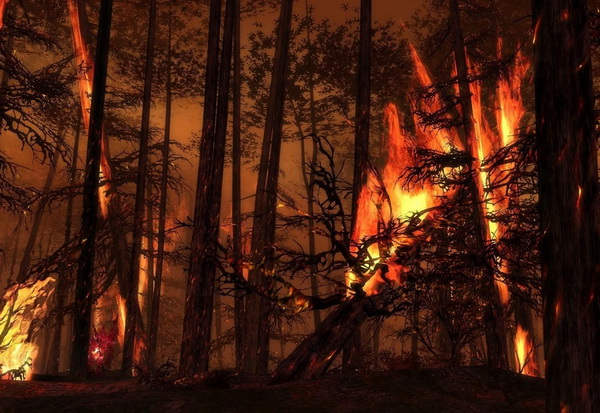 Hutan di Bengkalis terbakar, harimau turun gunung