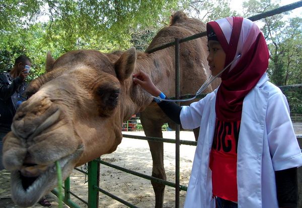 Siangnya sehat, malamnya Unta KBS mati kembung