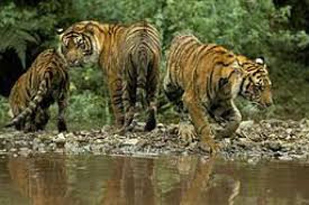 4 harimau masuk pemukiman, warga berhamburan
