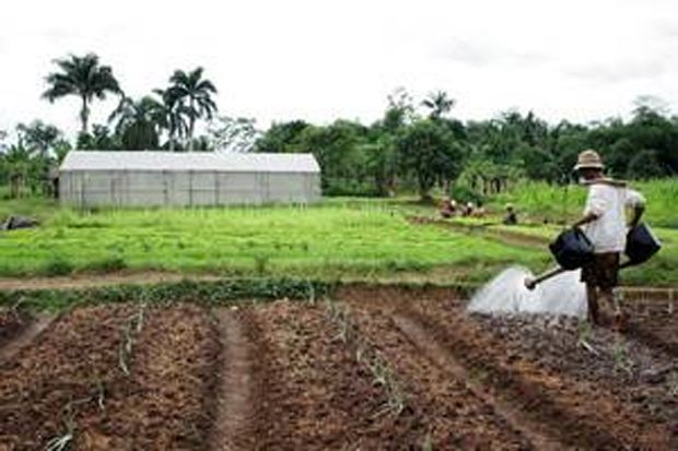Sektor pertanian rugi Rp1,8 T akibat erupsi Sinabung-Kelud