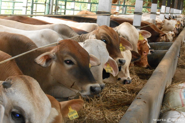 Populasi sapi di Kaltim 2,8 juta ekor di 2018