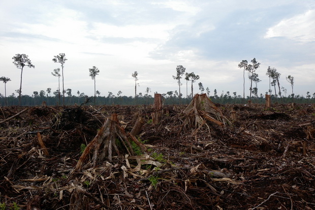 Tim Pemburu kejar bos perambah hutan di Riau