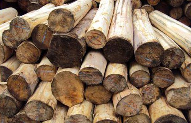 AMKRI tolak ekspor kayu gelondongan