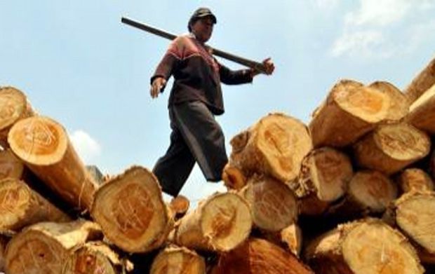 Pemerintah nilai ekspor kayu gelondongan tidak relevan