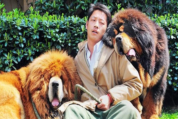 Anak anjing Tibetan Mastiff dihargai USD 2 juta
