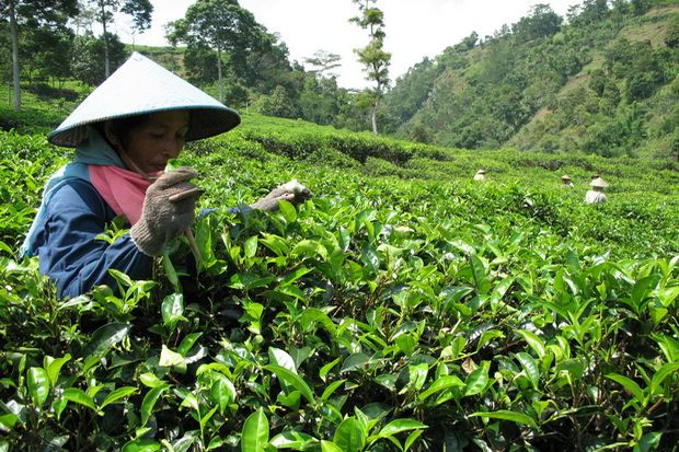 Impor teh melonjak, RI akan terapkan sertifikasi