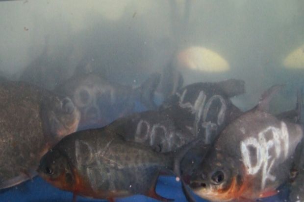 Ikan-ikan ini berkampanye dukung parpol dan capres