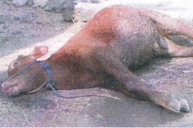 42 sapi di TTU mati terserang antraks