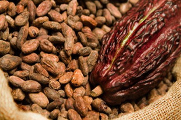 Pembebasan bea masuk kakao harus pertimbangkan petani