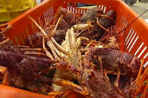 Nelayan Tabanan kelimpungan harga lobster anjlok