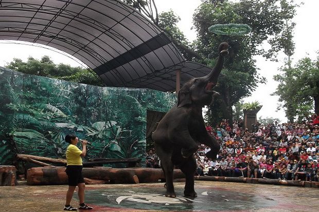 Lihat gajah & harimau di Kebun Binatang Surabaya