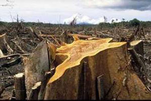 Polisi tetap proses kasus perambahan hutan di Simalungun