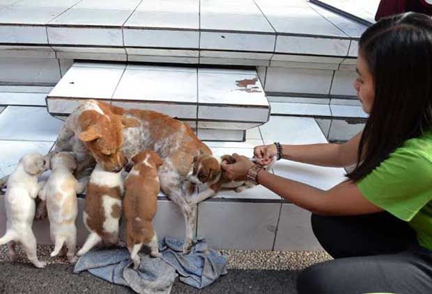 Cegah rabies, anjing di Padang diberi vaksin