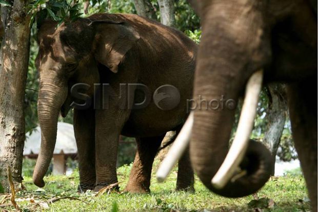 Bangkai gajah tanpa gading kembali ditemukan di Riau