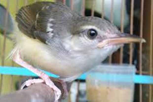Polhut sita 500 burung ciblek di Bandara Minangkabau