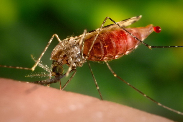 Kulon Progo belum bebas malaria