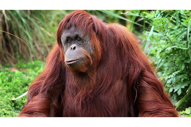 Orangutan disiksa hingga sekarat
