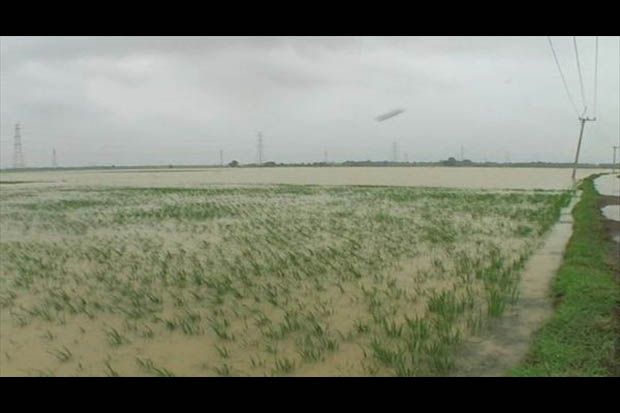 Puluhan Hektar Sawah di Polman Terendam Banjir